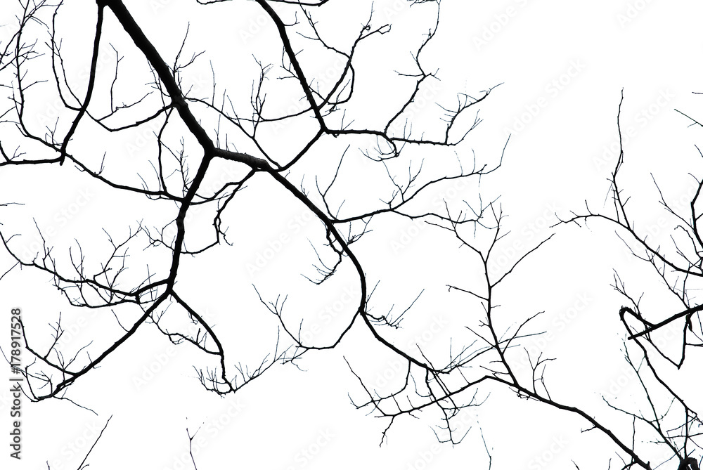 Obraz premium Naked branches on white background