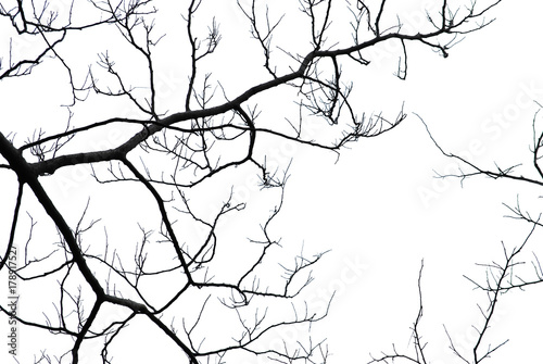 Naked branches on white background