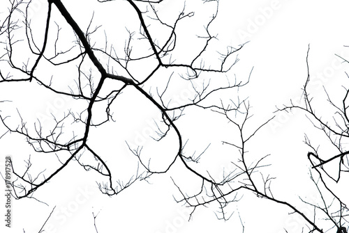 Naked branches on white background