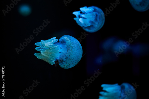 blubber jellyfish, Thailand underwater photo