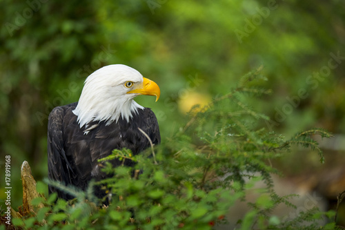 Bald eagle in forest