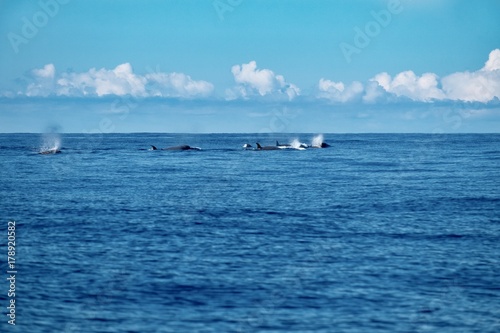 A group of northern bottlenose whales 