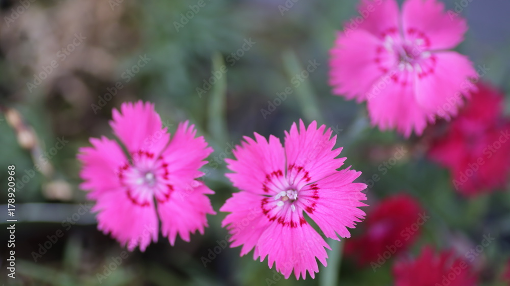Obraz premium pink flower macro