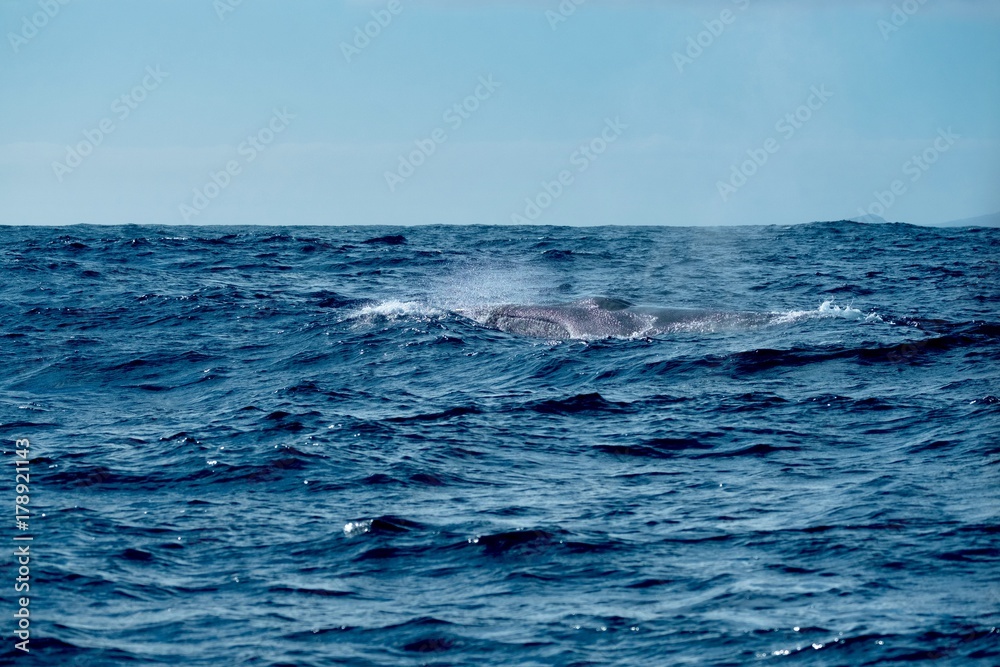 Fototapeta premium Fin whale in rough seas 
