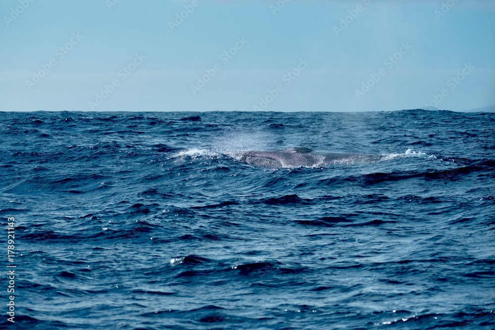 Fin whale in rough seas 