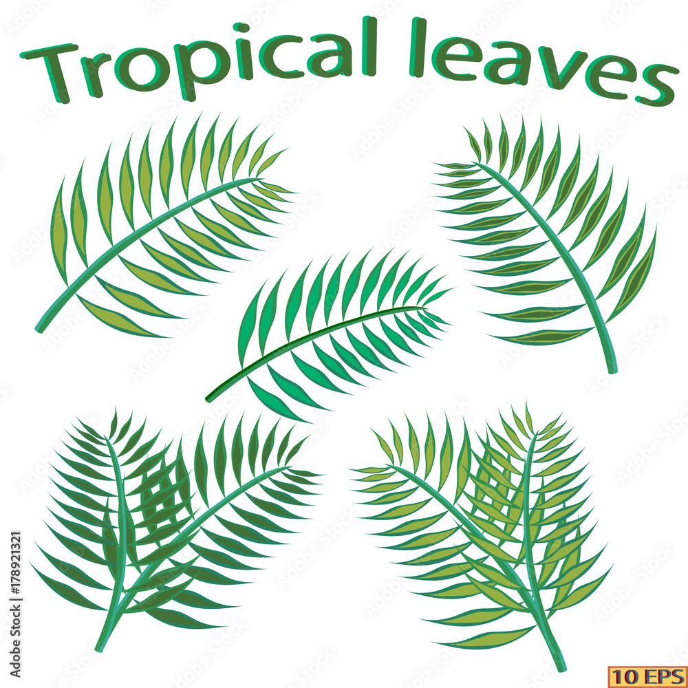 Green leaf in a flat style isolated on white background. The green tropical leaf. Foliage. Vector illustration. Green leaf in a flat style isolated on white background. The green tropical leaf. Foliage. Vector illustration.