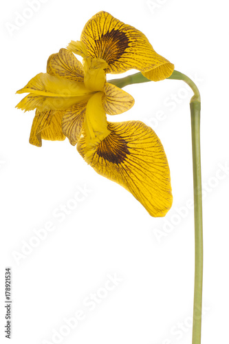 Fototapeta Naklejka Na Ścianę i Meble -  iris flower isolated
