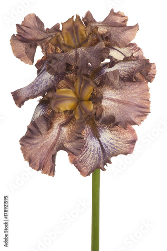 Fototapeta Naklejka Na Ścianę i Meble -  iris flower isolated