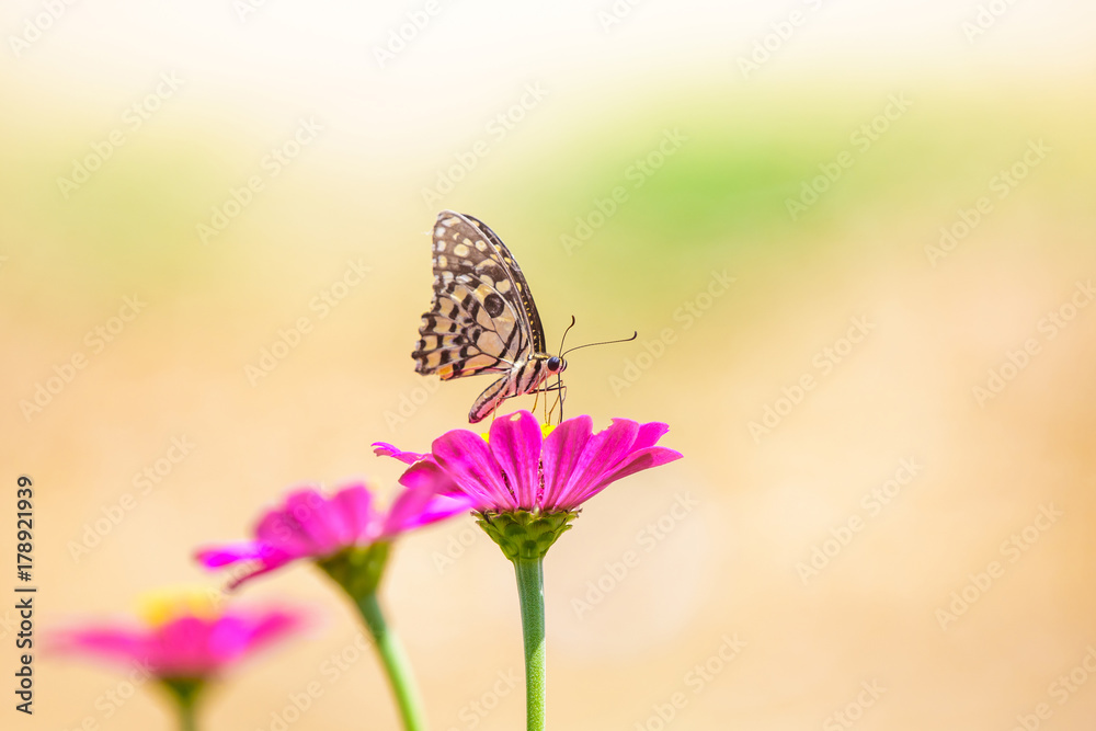 Obraz premium Butterfly on flower