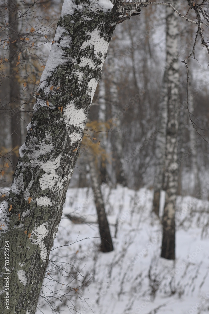 Fototapeta premium birch in winter 