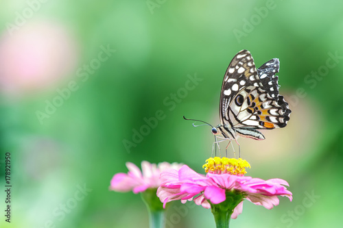 Butterfly on flower © PRASERT