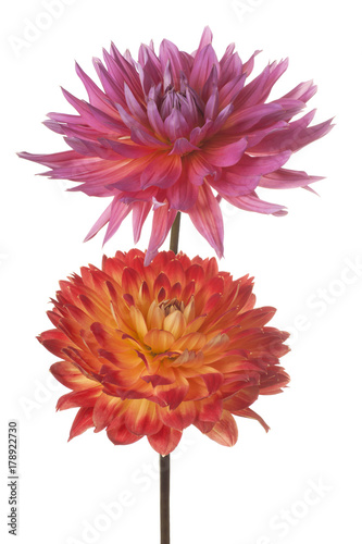 Fototapeta Naklejka Na Ścianę i Meble -  dahlia flower isolated