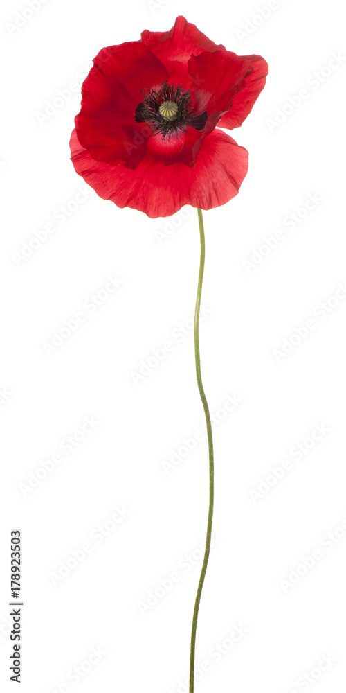 Fototapeta premium poppy flower isolated