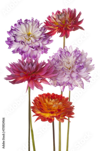 Fototapeta Naklejka Na Ścianę i Meble -  dahlia flower isolated