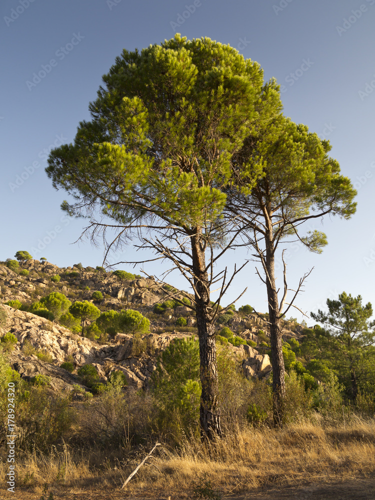 Pinos en la Atalaya Alta. Madrid. Pinos en la Atalaya Alta. Madrid.