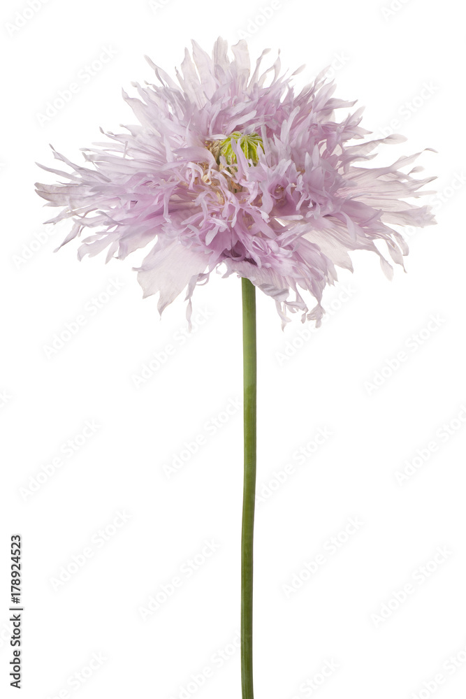 Fototapeta premium poppy flower isolated