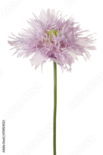 poppy flower isolated