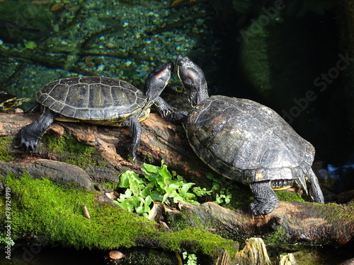 red eared slider