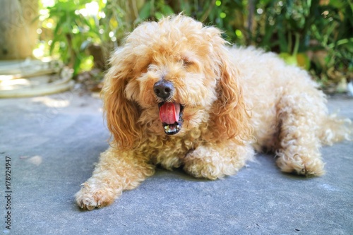 A brown poodle dog lying on the cement floor and showing the long tongue. Selective focus with green leaves and sunlight background.