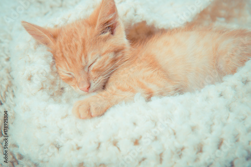 Little red kitten. The kitten lies on the fluffy carpet at home. Little Kitten Sleeps. Close-up of a sleeping kitten. ginger kitten 