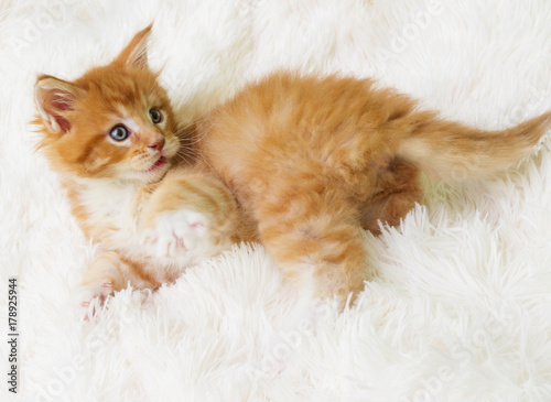 kitten on a fluffy blanket