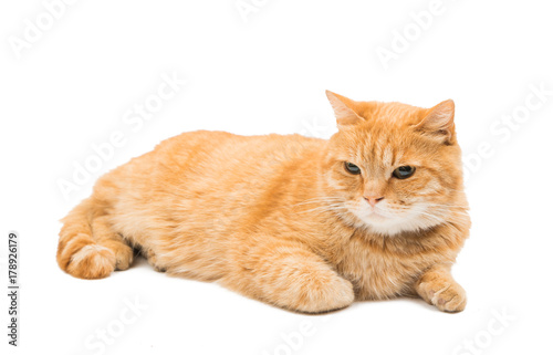 Scottish red cat isolated