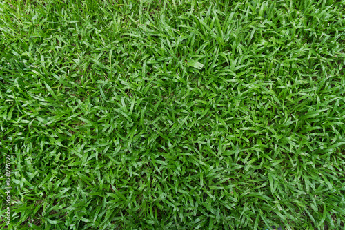 Green grass texture and background