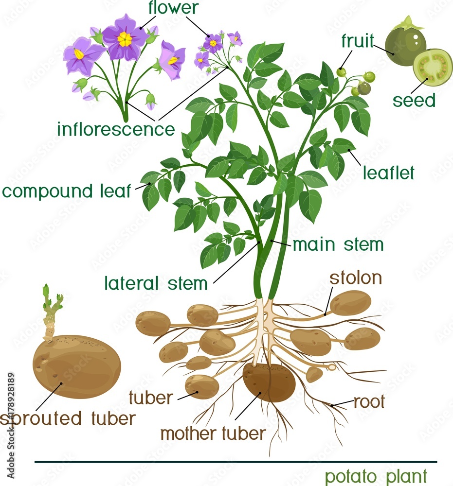 Parts of plant. Morphology of potato plant with title Stock ...