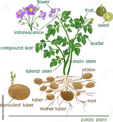 Parts of plant. Morphology of potato plant with title