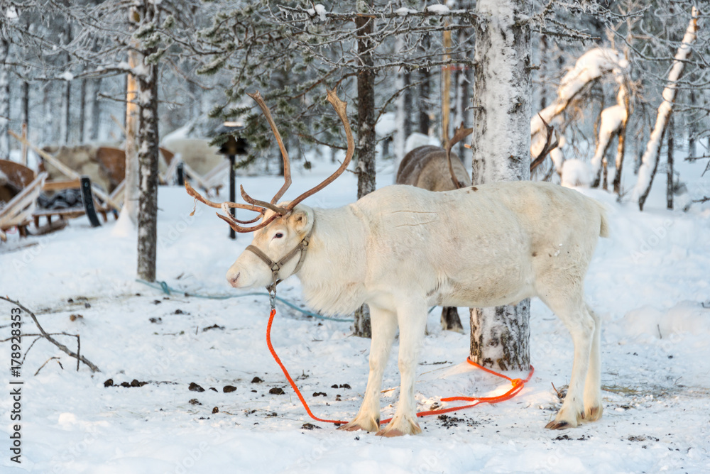 Obraz premium Reindeer in winter, Lapland, Finland