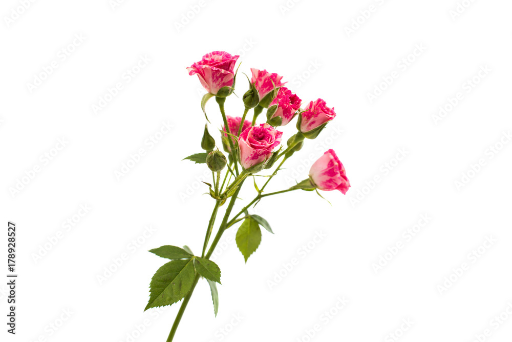pink little roses isolated