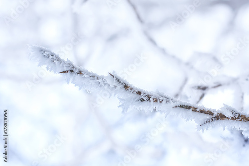 Frozen branch covered with frost