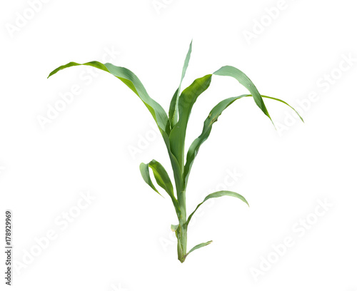 Junge Maispflanze freigestellt photo