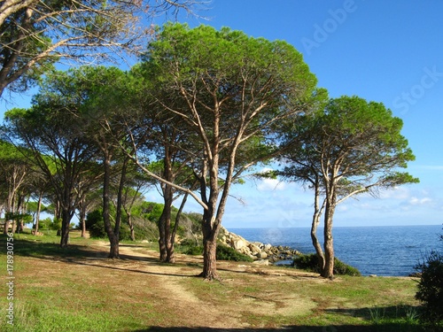 Bäume bei Porto Pirastu photo