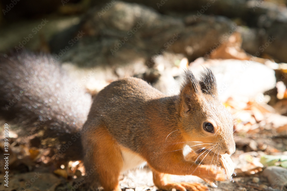 Fototapeta premium a view of a curious red squirrel