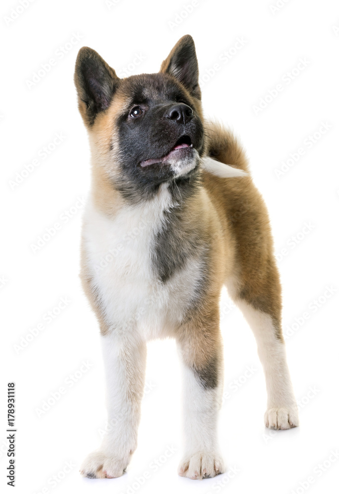 puppy american akita puppy american akita