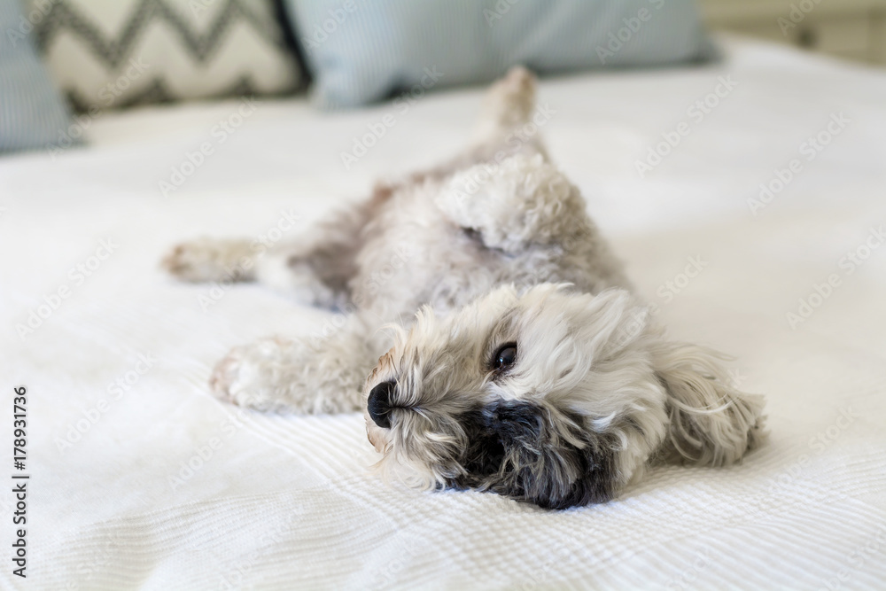Cute White Havanese Dog Relaxing on a Human Bed Cute White Havanese Dog Relaxing on a Human Bed