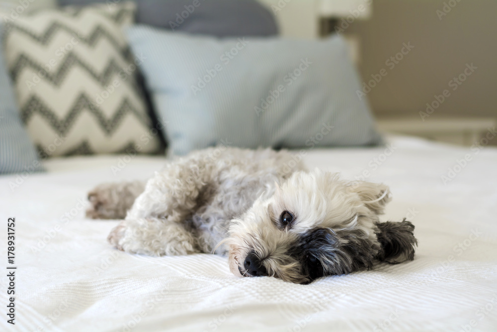 Cute White Havanese Dog Relaxing on a Human Bed Cute White Havanese Dog Relaxing on a Human Bed