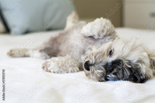 Cute White Havanese Dog Relaxing on a Human Bed