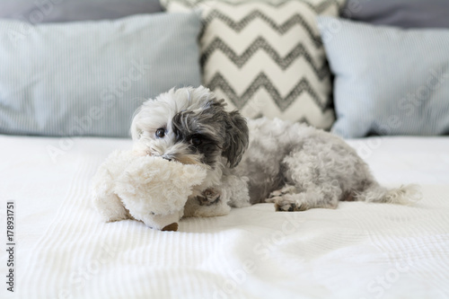 Cute Dog Sleeping with Plush Toy on a Human Bed Looking at Camera