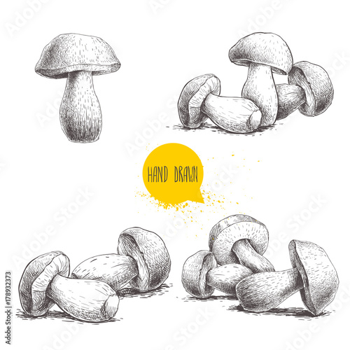 Hand drawn sketch style porcini mushroom set isolated on white background. Fresh forest boletus edulis. Italian food ingredient. Fresh market product.