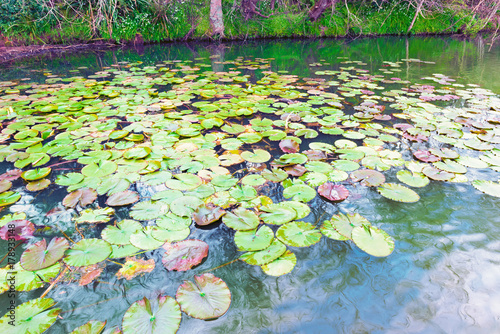 Lotus leaves floating on a pond in Hamilton Botanical Gardens New Zealand