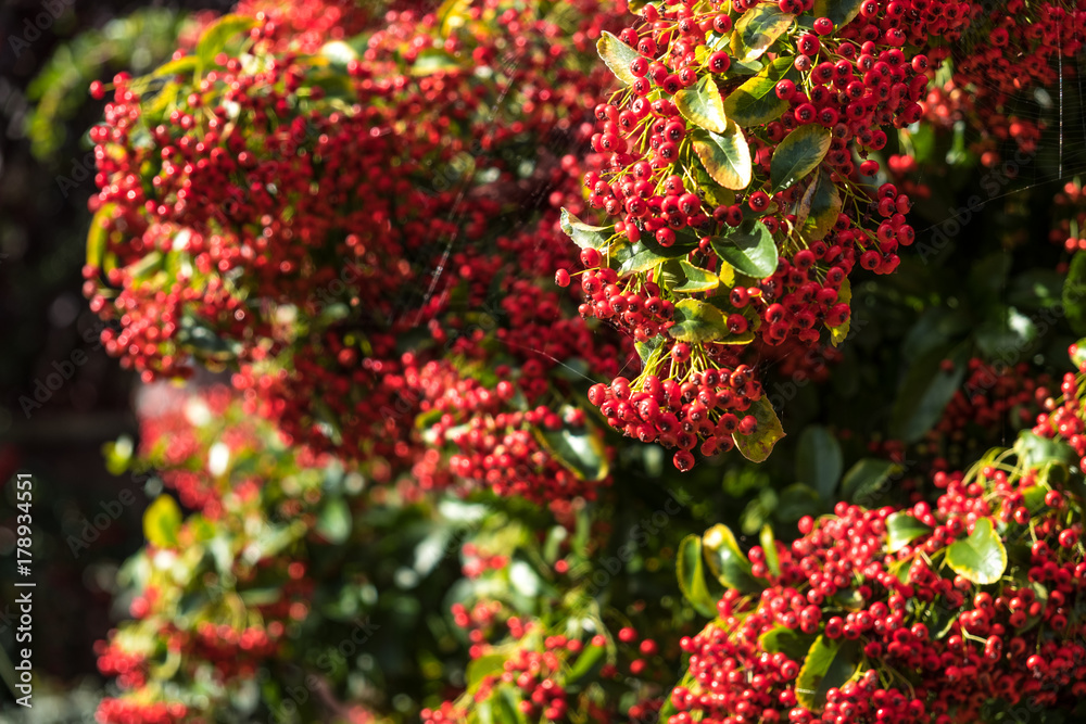 Red berries in autumn sunshine