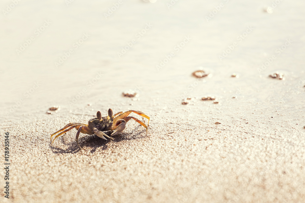 Swift Land Crab on the white beach, Phuket Thailand