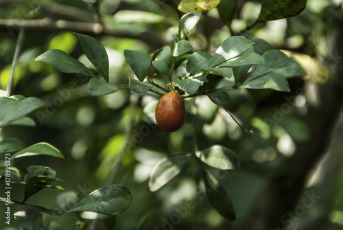 Fruit of Aglaia odorata photo