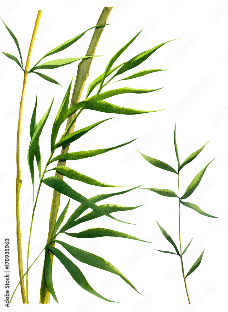 Fototapeta premium zielone bambusowe gałęzie akwarela na białym tle