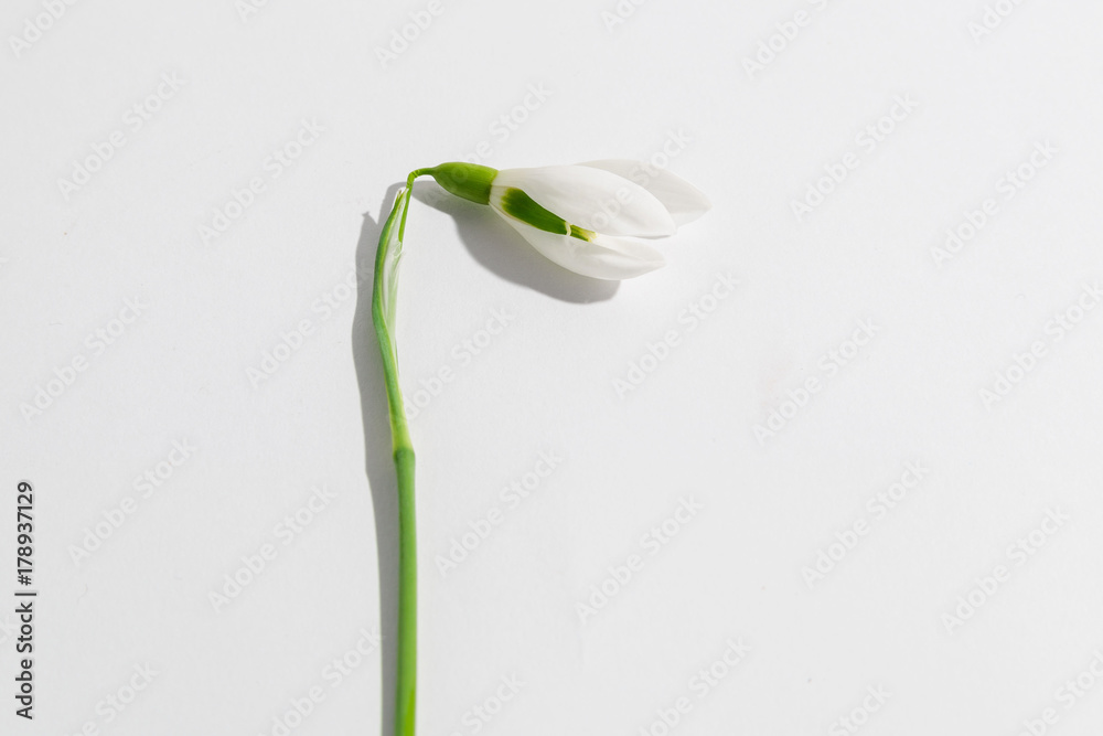 snowdrop on a white background snowdrop on a white background