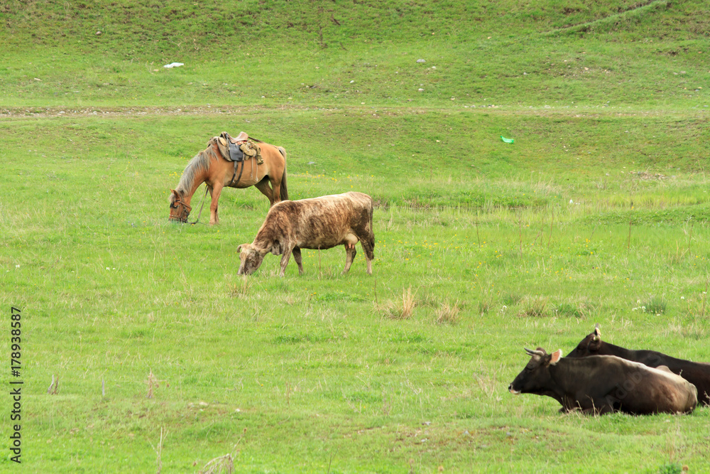 Cows Cows