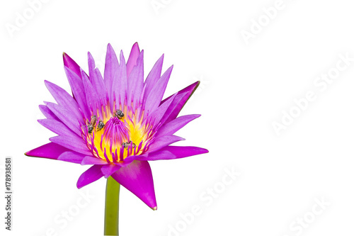 Waterlily (lotus) flowers with many bees collecting the sweet, isolated on white background with embebded clipping path