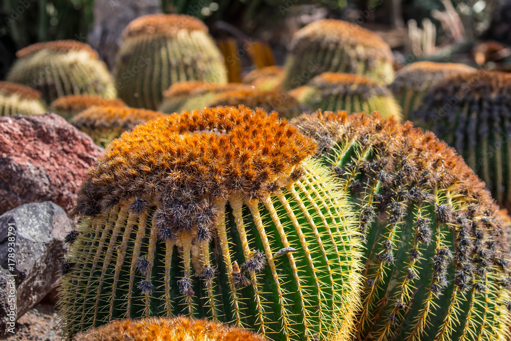 spherical cacti in a botanical garden spherical cacti in a botanical garden